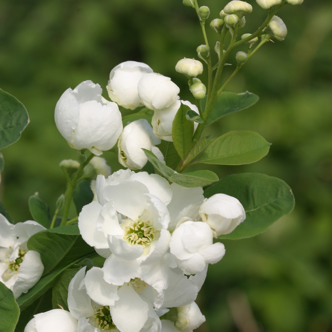 Close up of white Snow Day Blizzard Exochorda blooms