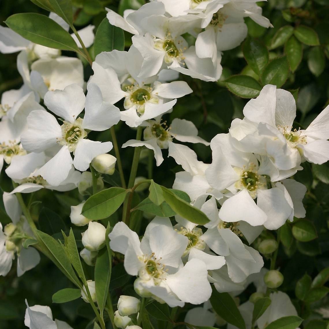 Close up of white Snow Day Surprise Exochorda blooms