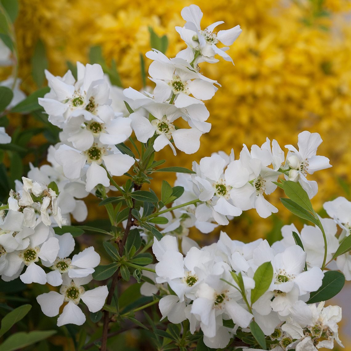 Close up of abundant white Snow Day Surprise Exochorda blooms with Forsythia in background