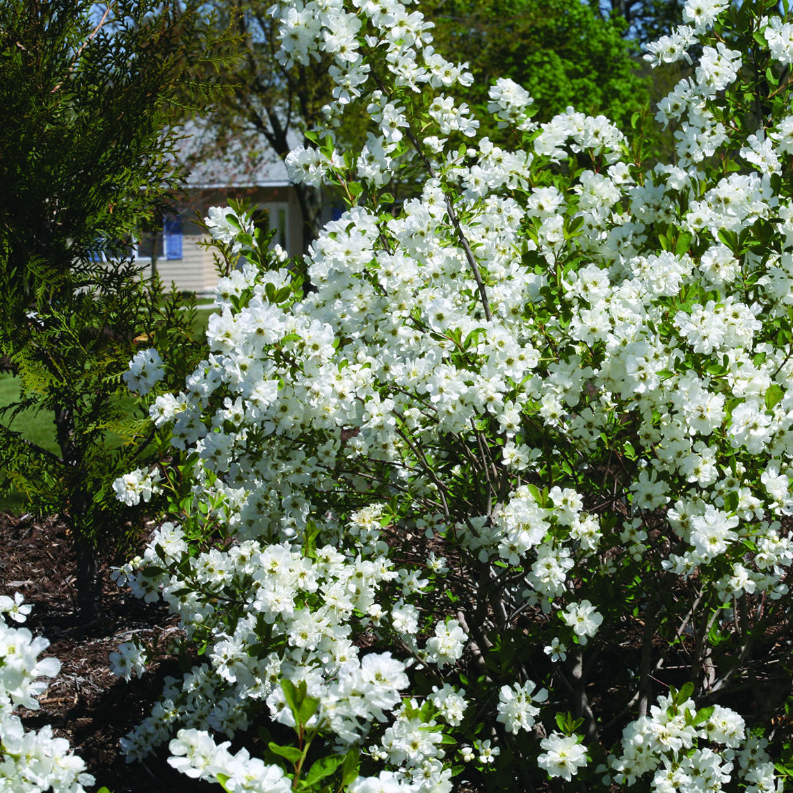 Snow Day Surprise Exochorda blooming in the landscape