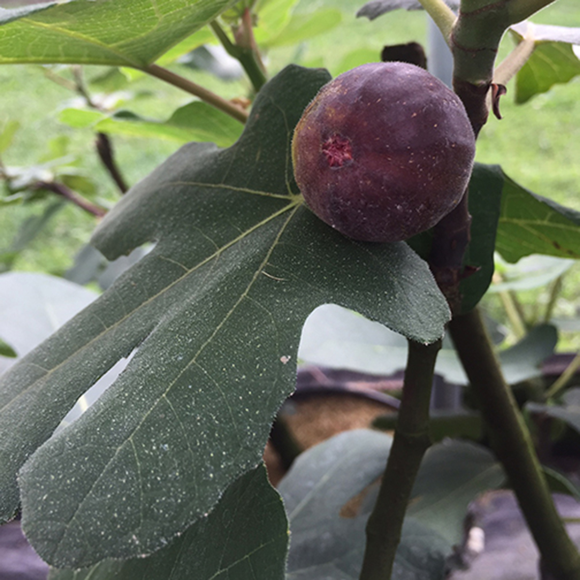 Close up of Chicago Hardy Ficus purple fig