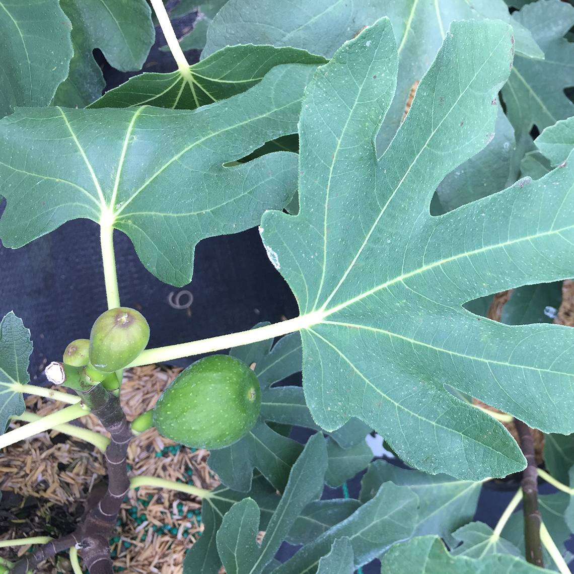 Close up of Magnolia Ficus green foliage and figs