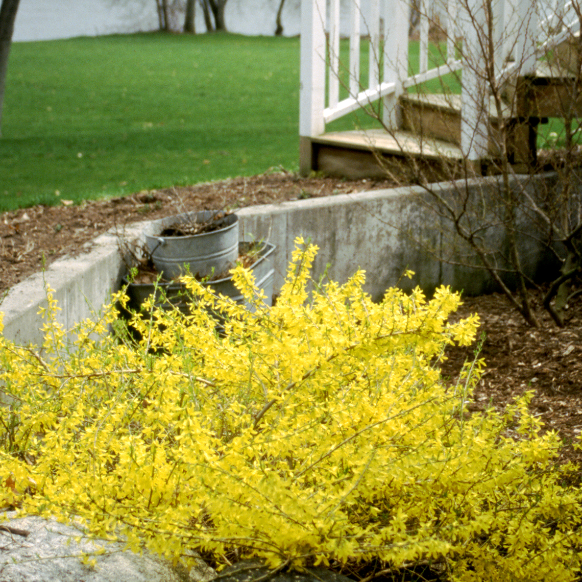 low spreading Gold Tide Forsythia blooming in the landscape