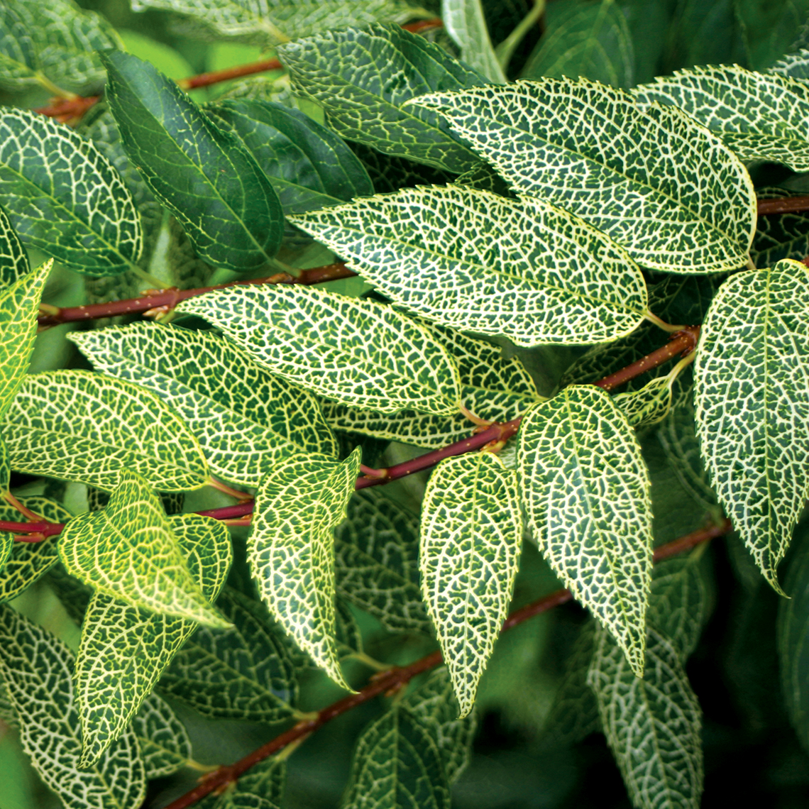Close up of Kumson Forsythia dark green leaves accented with gold veins foliage