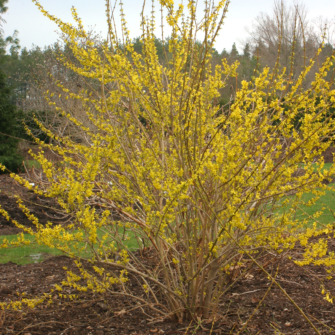 Kumson Forsythia yellow blooms in the landscape