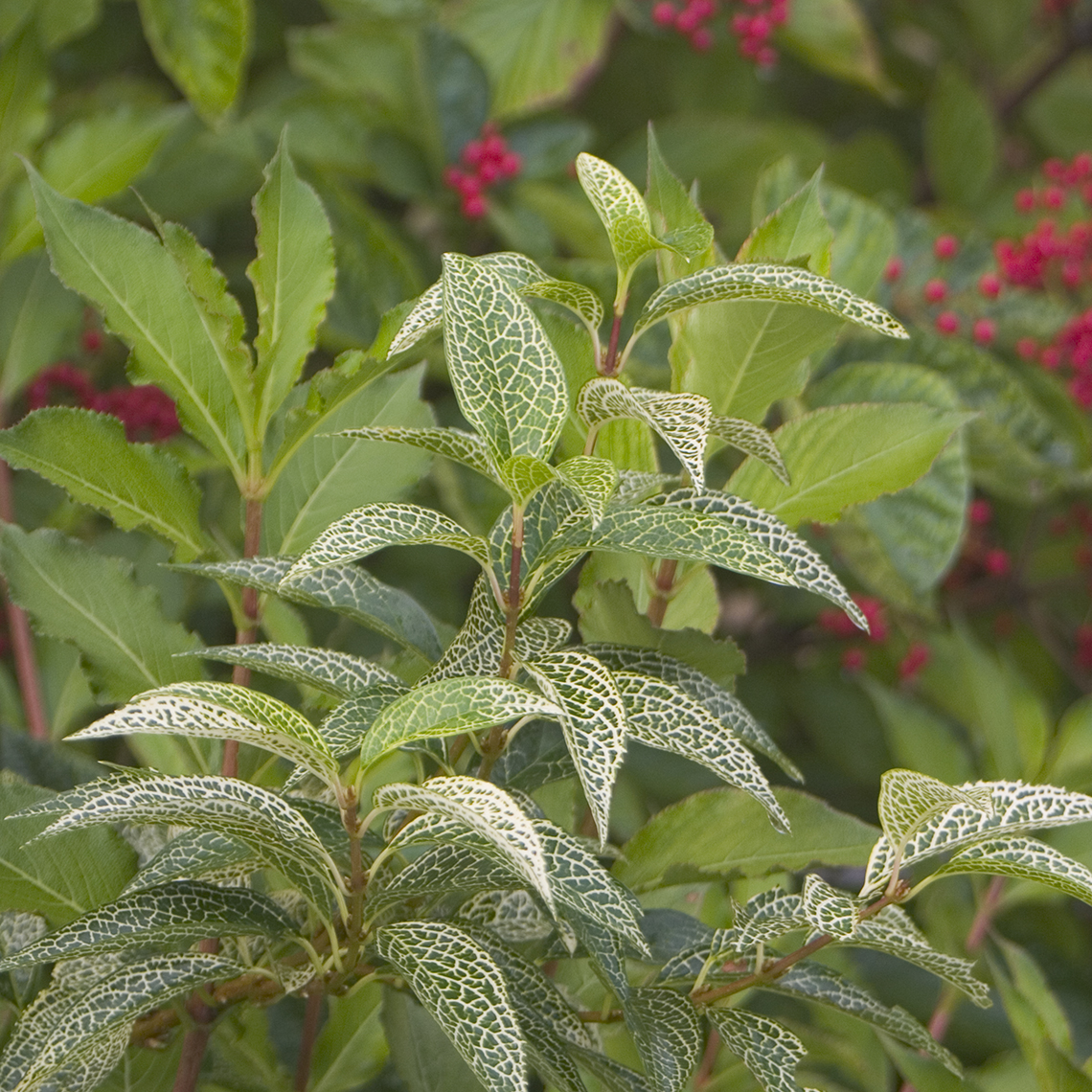 Close up of Kumson Forsythia variegated foliage