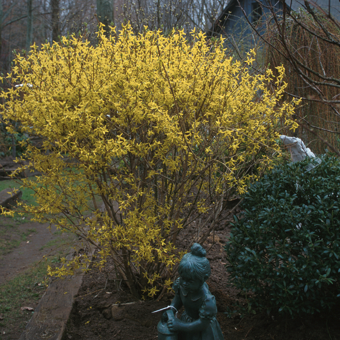 Lynwood Forsythia with big yellow blooms in the landscape