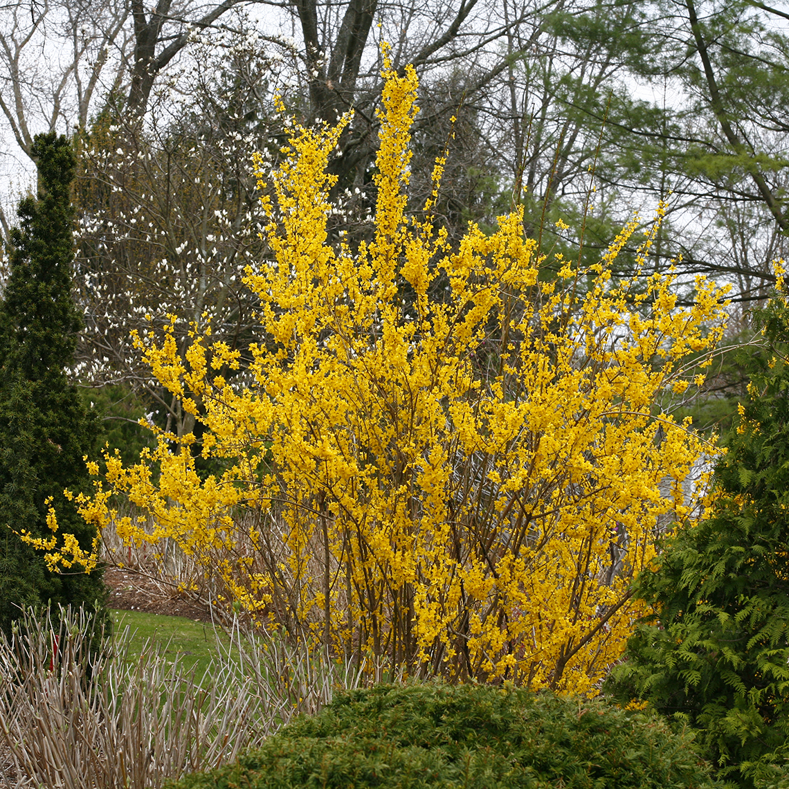 Show Off Forsythia blooming in the landscape