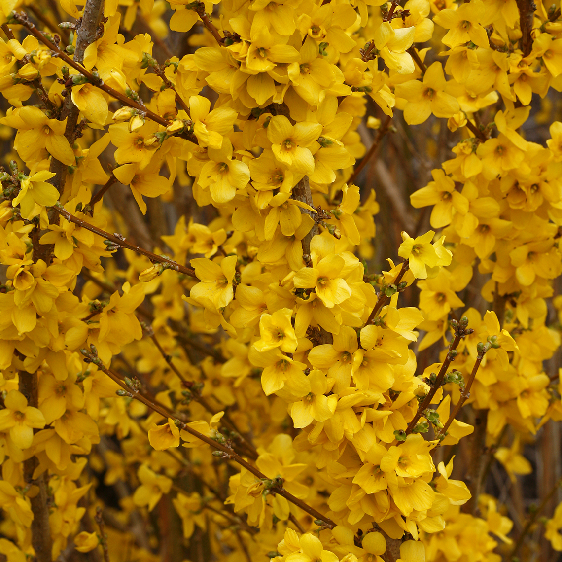 Close up of abundant yellow Show Off Forsythia blooms