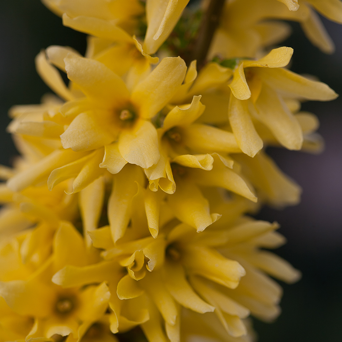 Close up of Show Off Forsythia blooms
