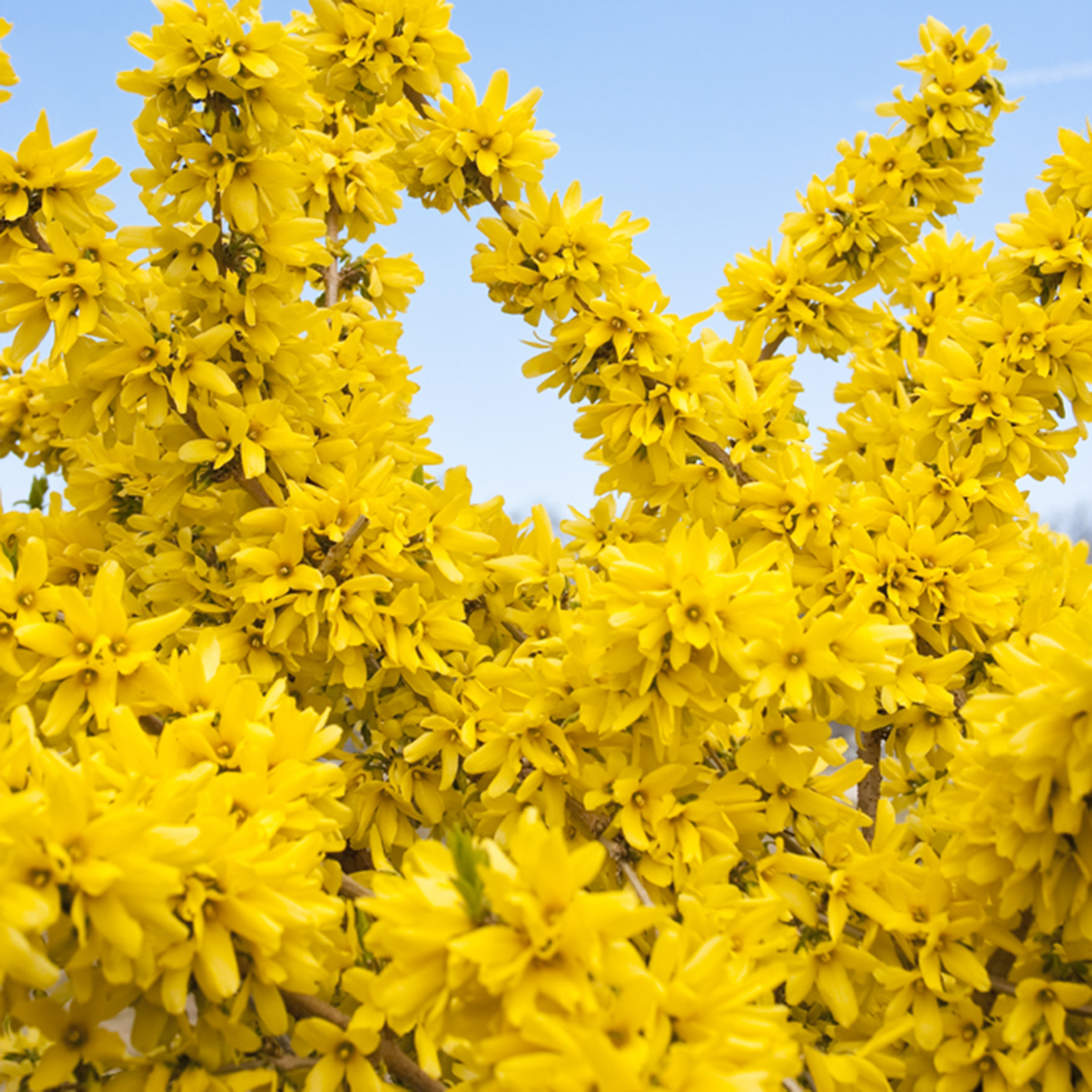 Show Off Forsythia heavy blooming with blue sky