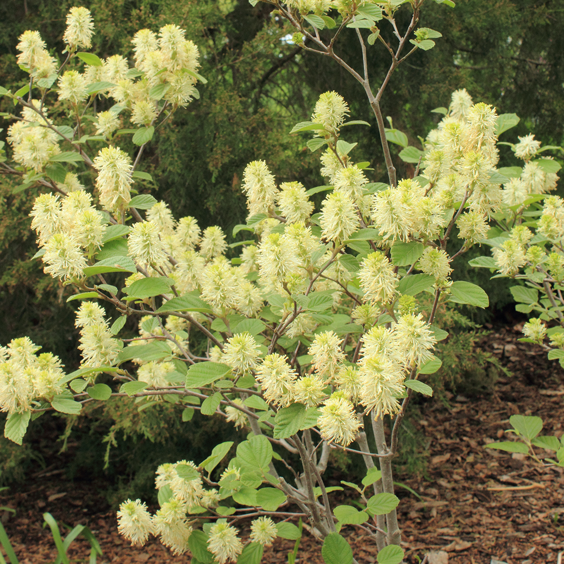 Fothergilla gardenii blooming in a bed of mulch