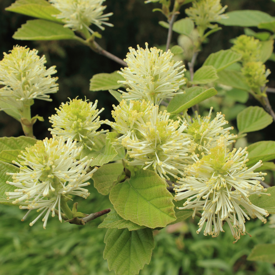 close up of heavy blooming Fothergilla gardenii 