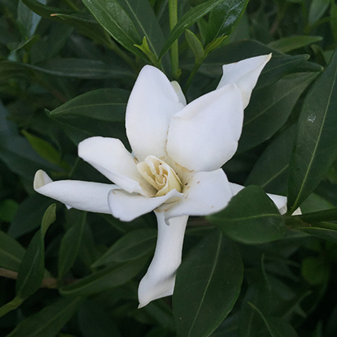 Close up of white Frost Proof Gardenia bloom cradled by glossy green foliage