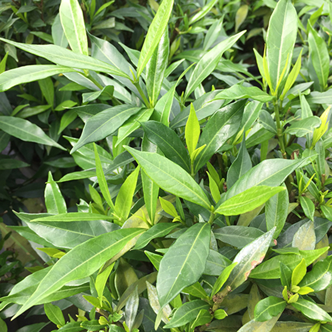 Close up of green Frost Proof Gardenia foliage