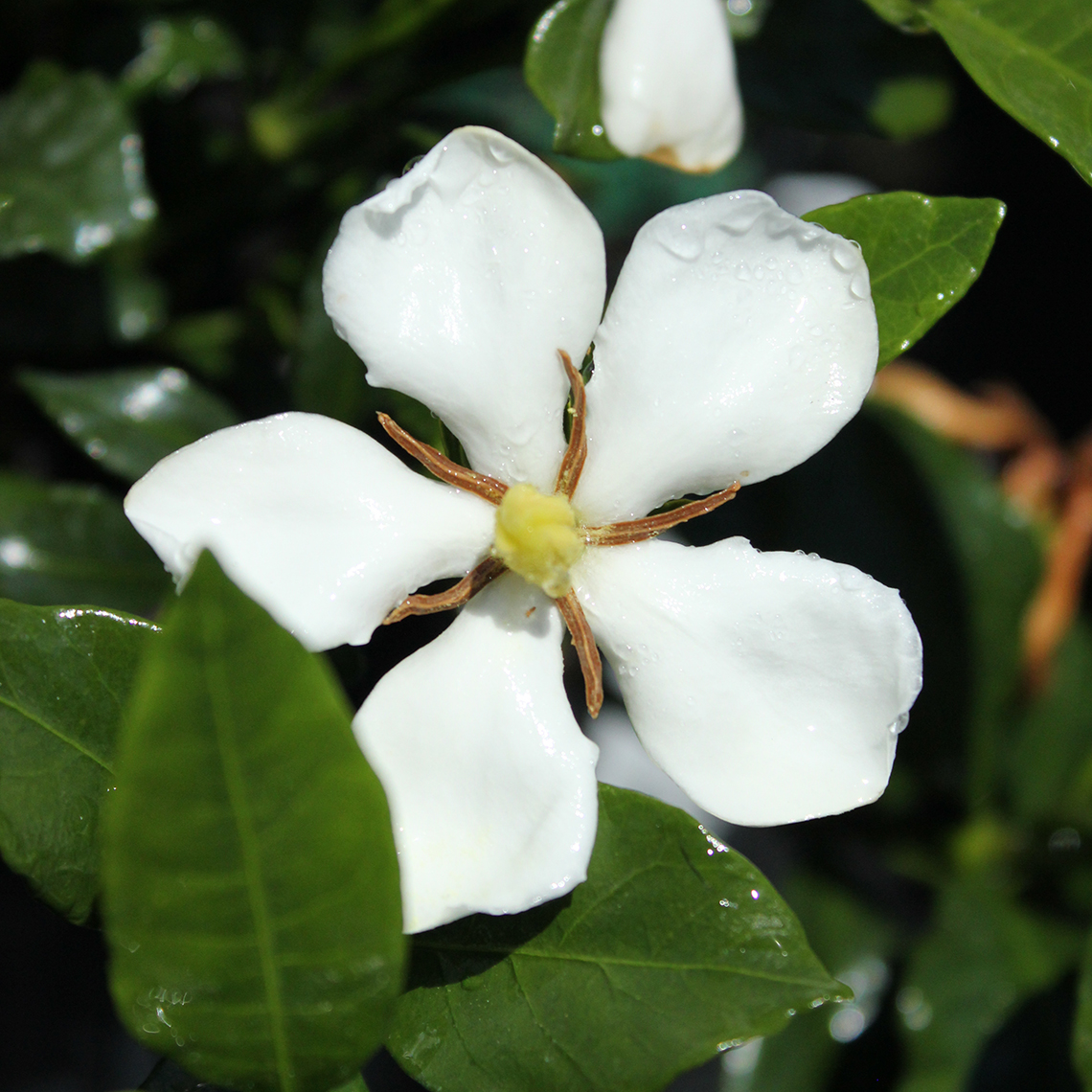 Close up of white Grif's Select Gardenia bloom
