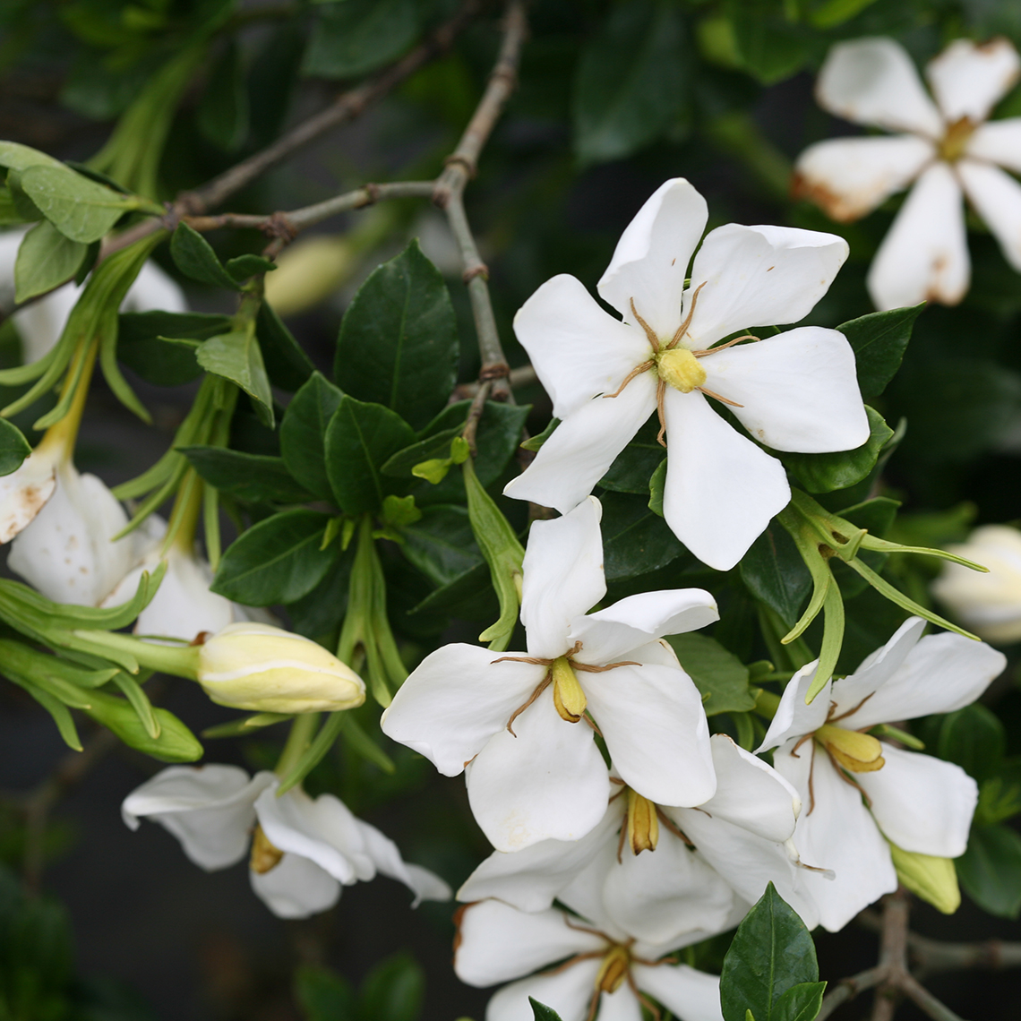 close up of Multiple Grif's Select Gardenia blooms