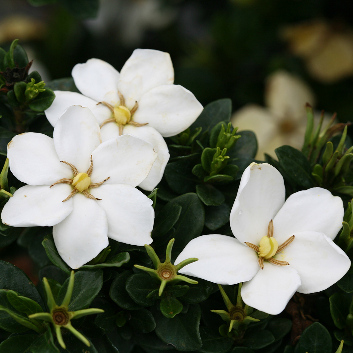 Close up of crisp white Kleim's Hardy Gardenia blooms