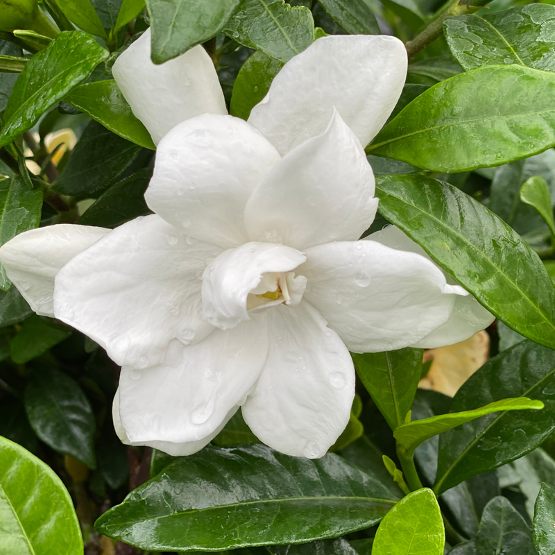 A close up of Pillow Talk Gardenia showing the white flower.