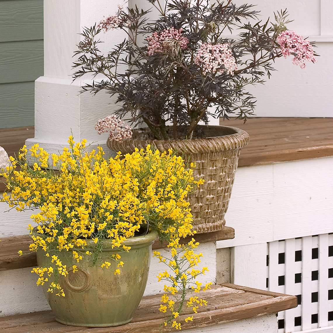 Bangle Genista blooming in a container next to Black Lace Sambucus on a porch