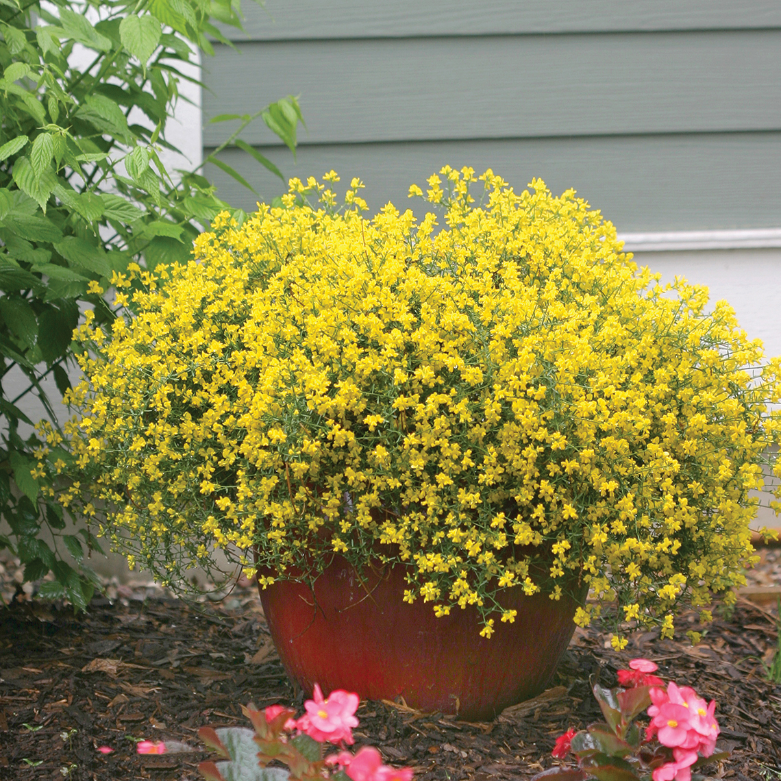 Bangle Genista blooming in a container