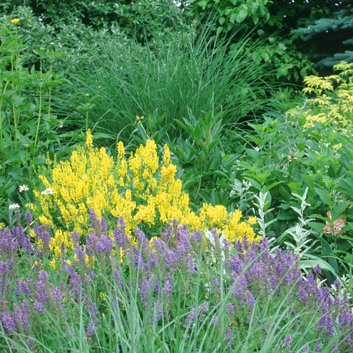 Royal gold Genista blooming in the landscape behind purple flowers