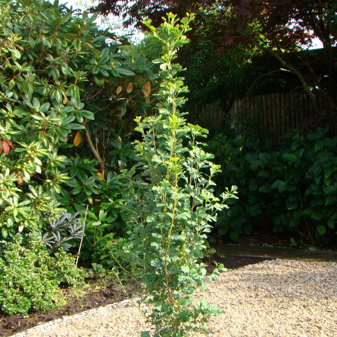 Strictly upright Skinny Fit ginkgo planted in a stone garden.