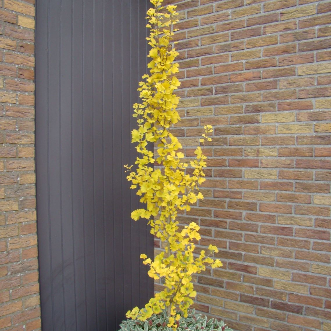 Bright yellow foliage on Skinny Fit ginkgo in fall, planted in container against brick wall.