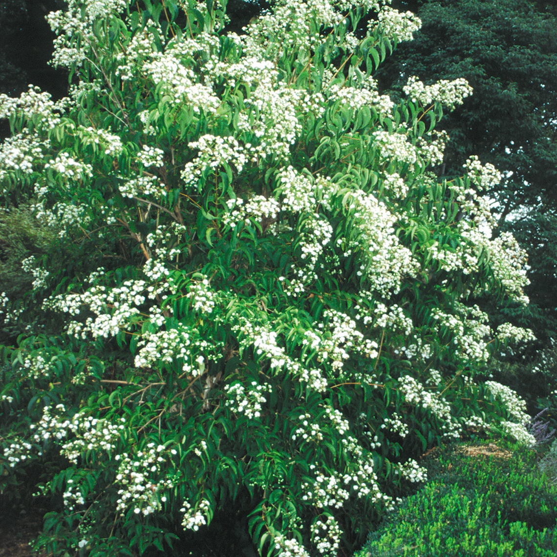 Heptacodium with white blooms in the landscape