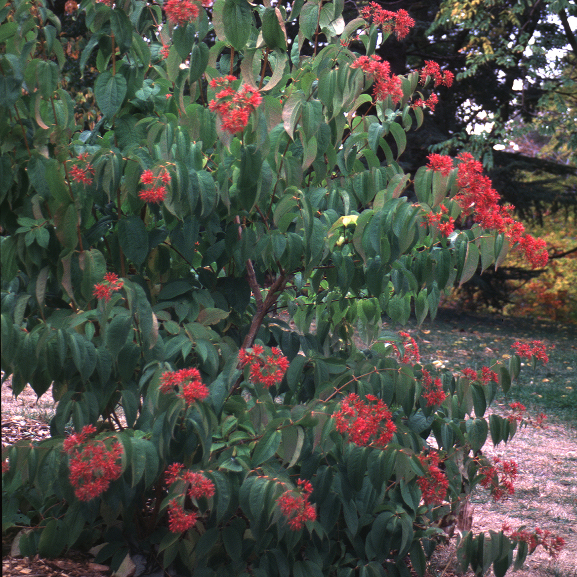 Heptacodium with red blooms in the landscape