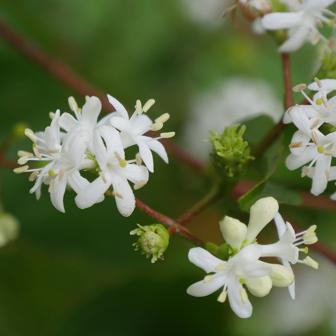 Close up of white Temple of Bloom Heptacodium blooms