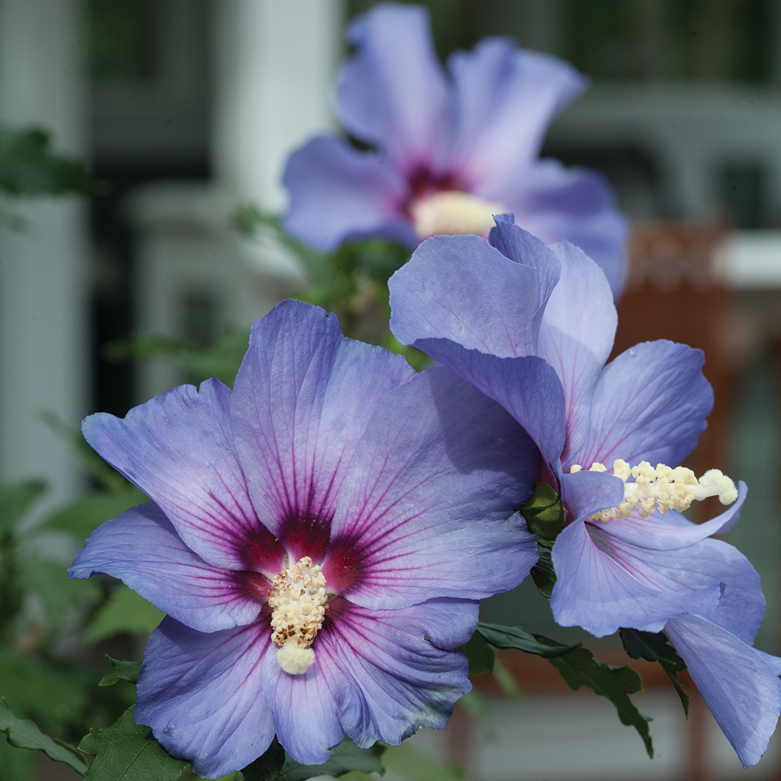 Three flowers of Azurri Blue Satin rose of Sharon showing their blue color and red eye in the center