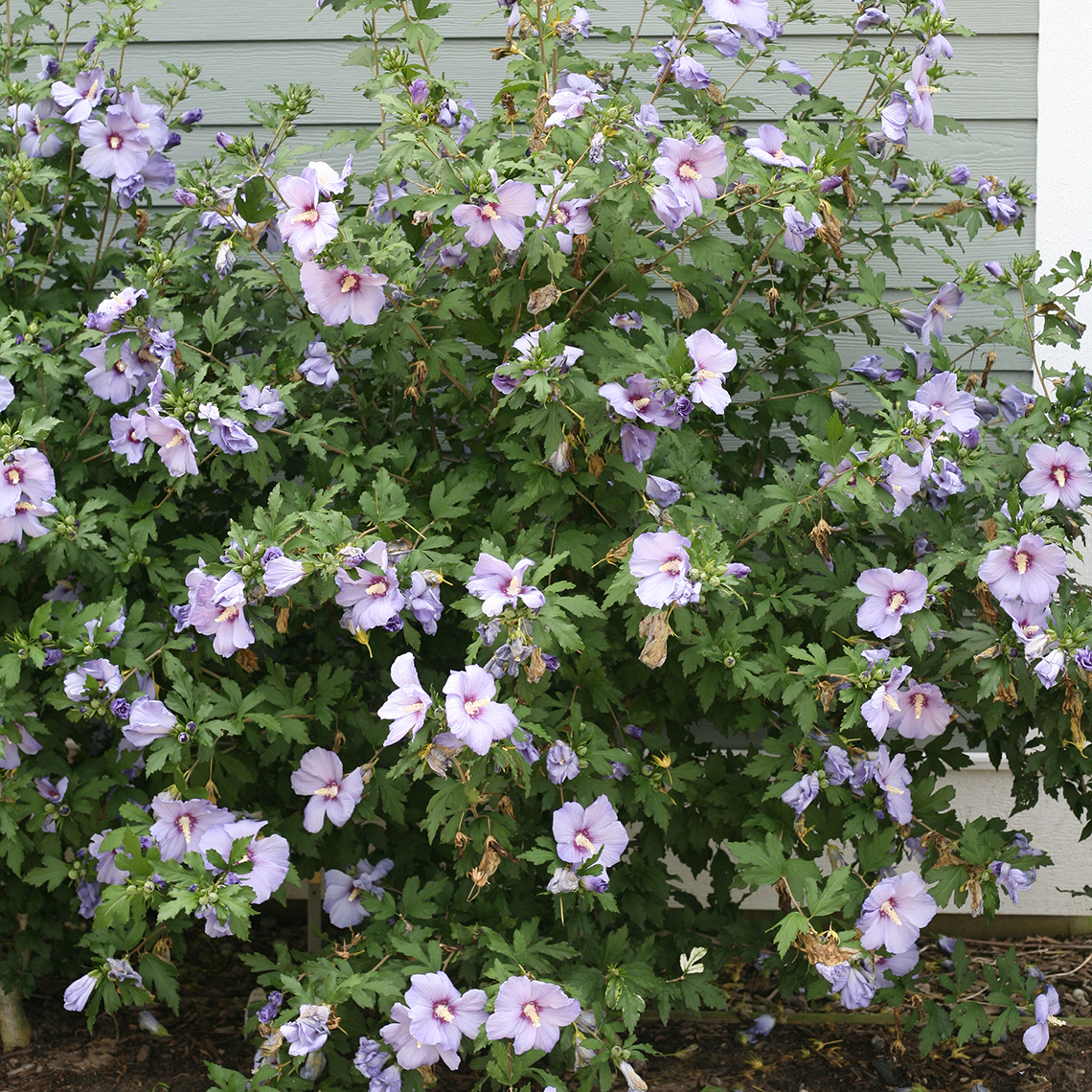 A specimen of Azurri Blue Satin rose of Sharon blooming against a grey wall