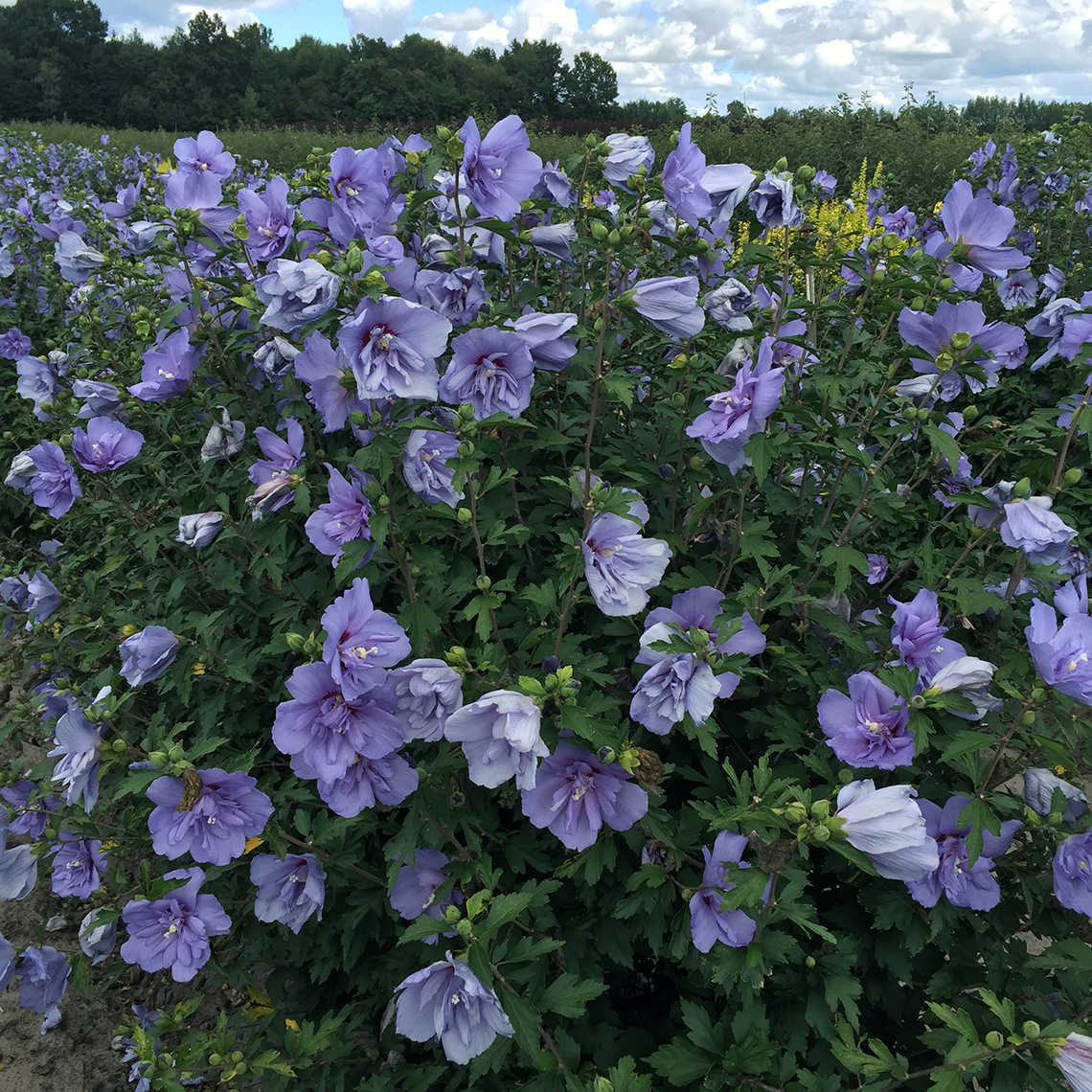 Heavy blooming Blue Chiffon Hibiscus in field