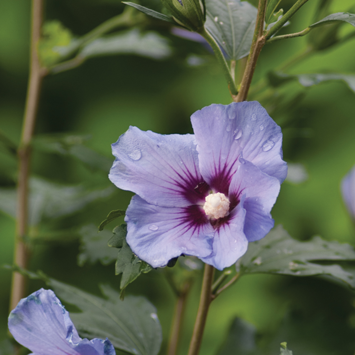 Closeup of the blue flower of Blue Satin rose of Sharon displaying a prominent red purple eye in the center