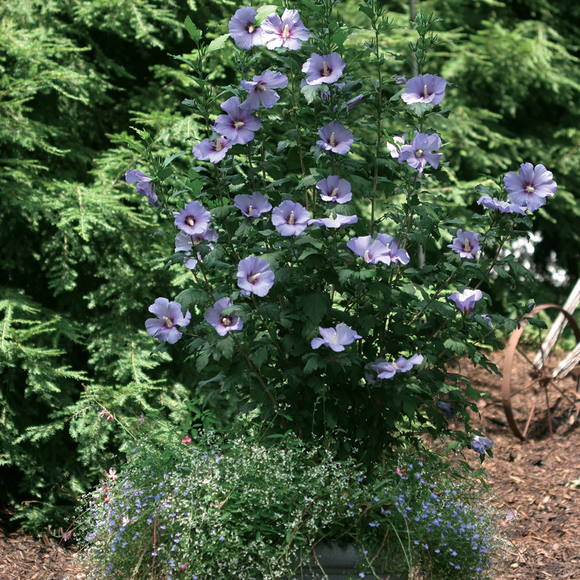 A medium sized specimen of Blue Satin rose of Sharon planted in a large decorative container