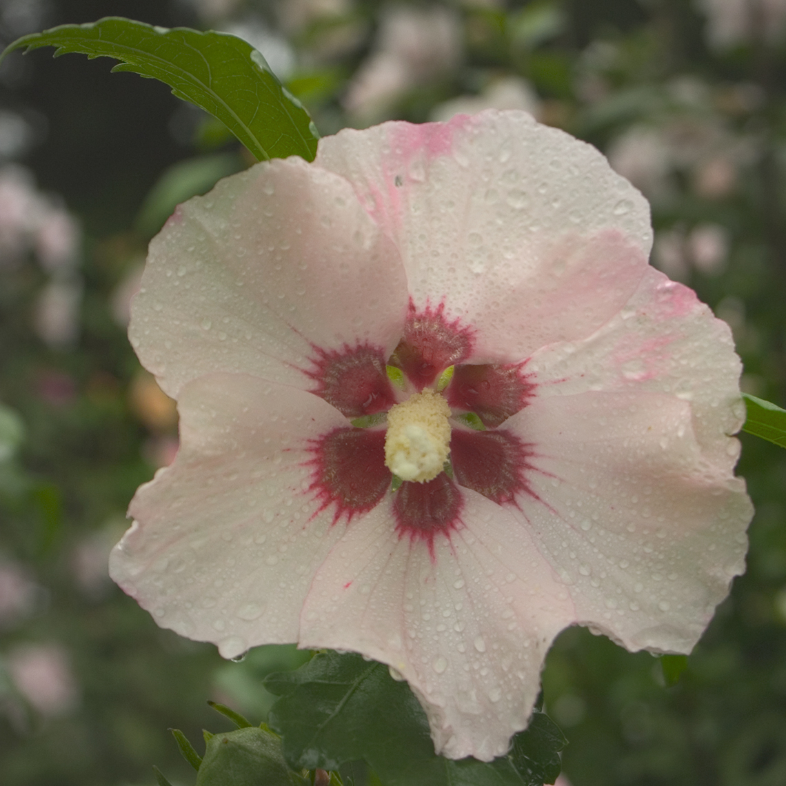 Closeup of the pale pink flower of Blush Satin rose of Sharon showing a prominent red star like marking in the center