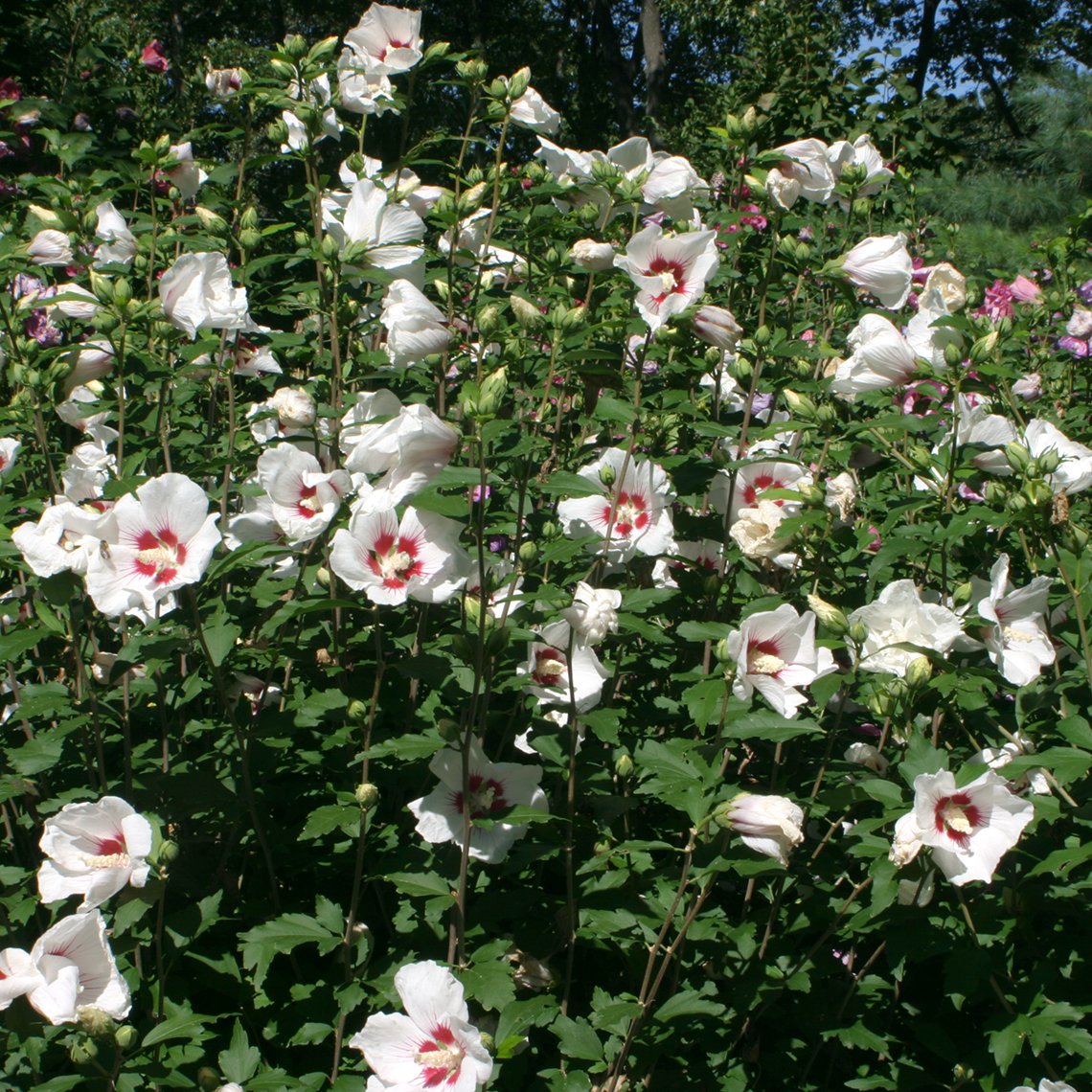 Blush Satin rose of Sharon covered in light pink or white blooms with noticeable red centers