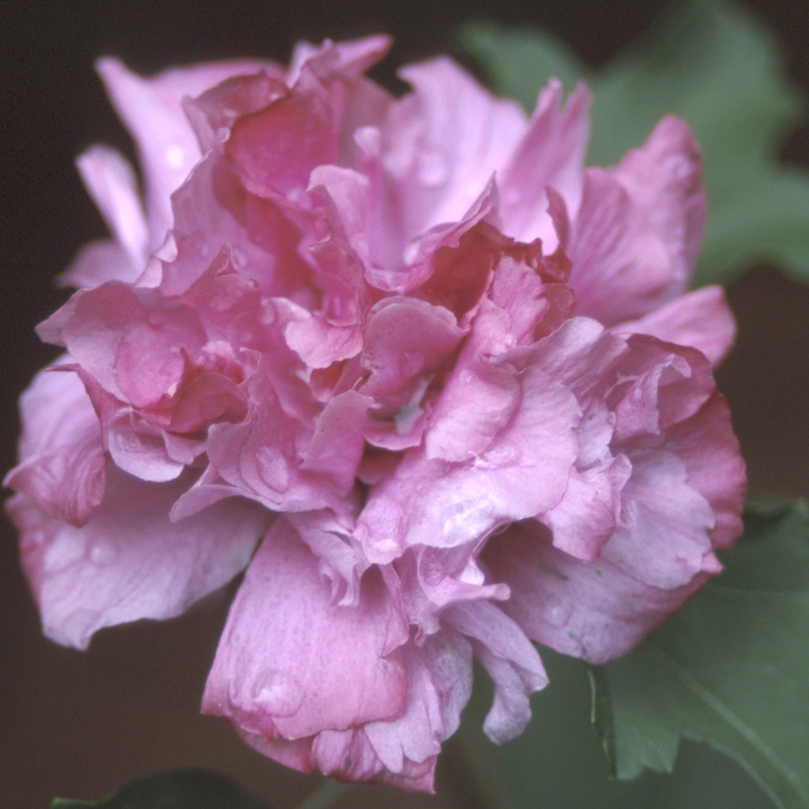 Close up of pale pink carnation-like Boule de Feu Hibiscus bloom