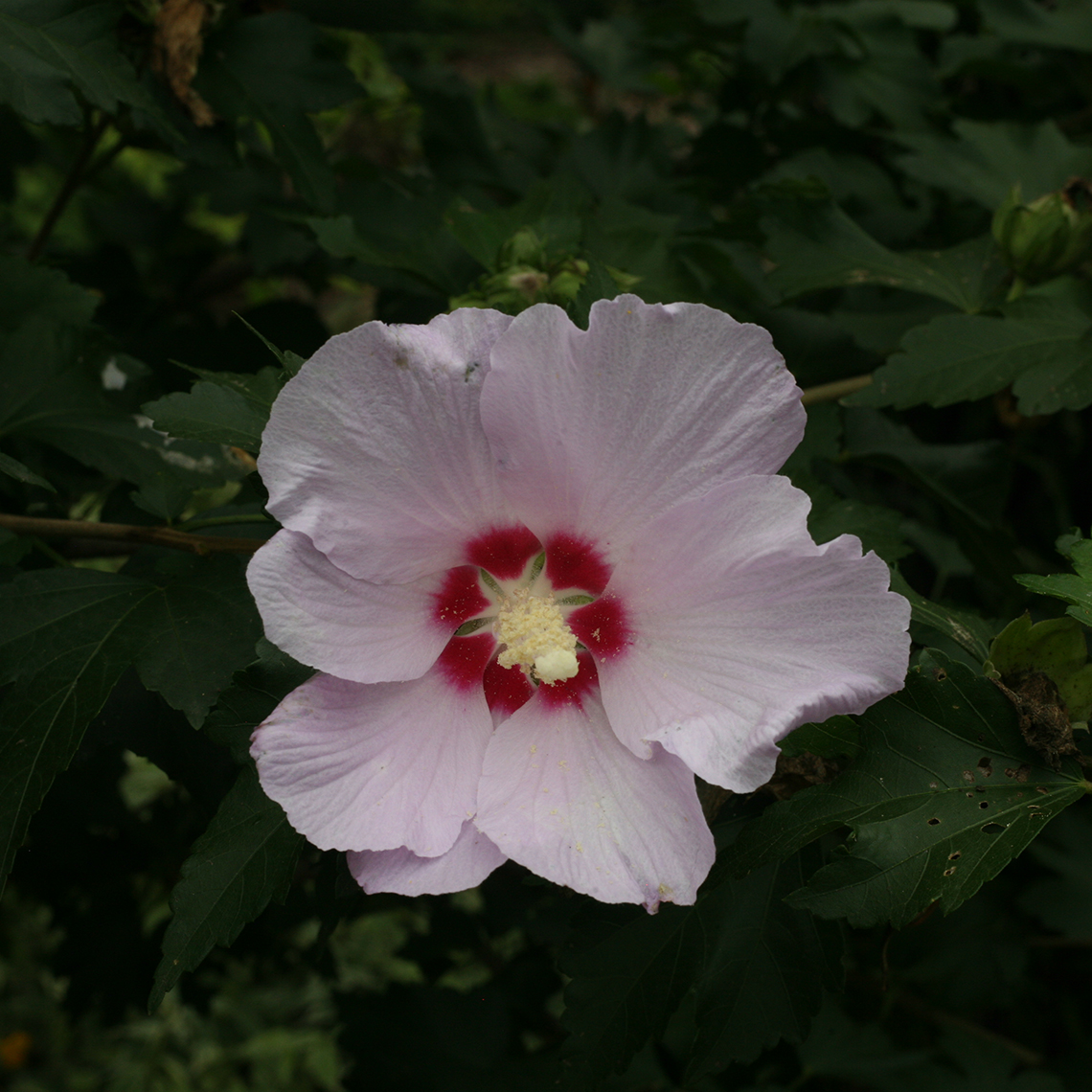 Closeup of the pale pink flower of Candide hibiscus