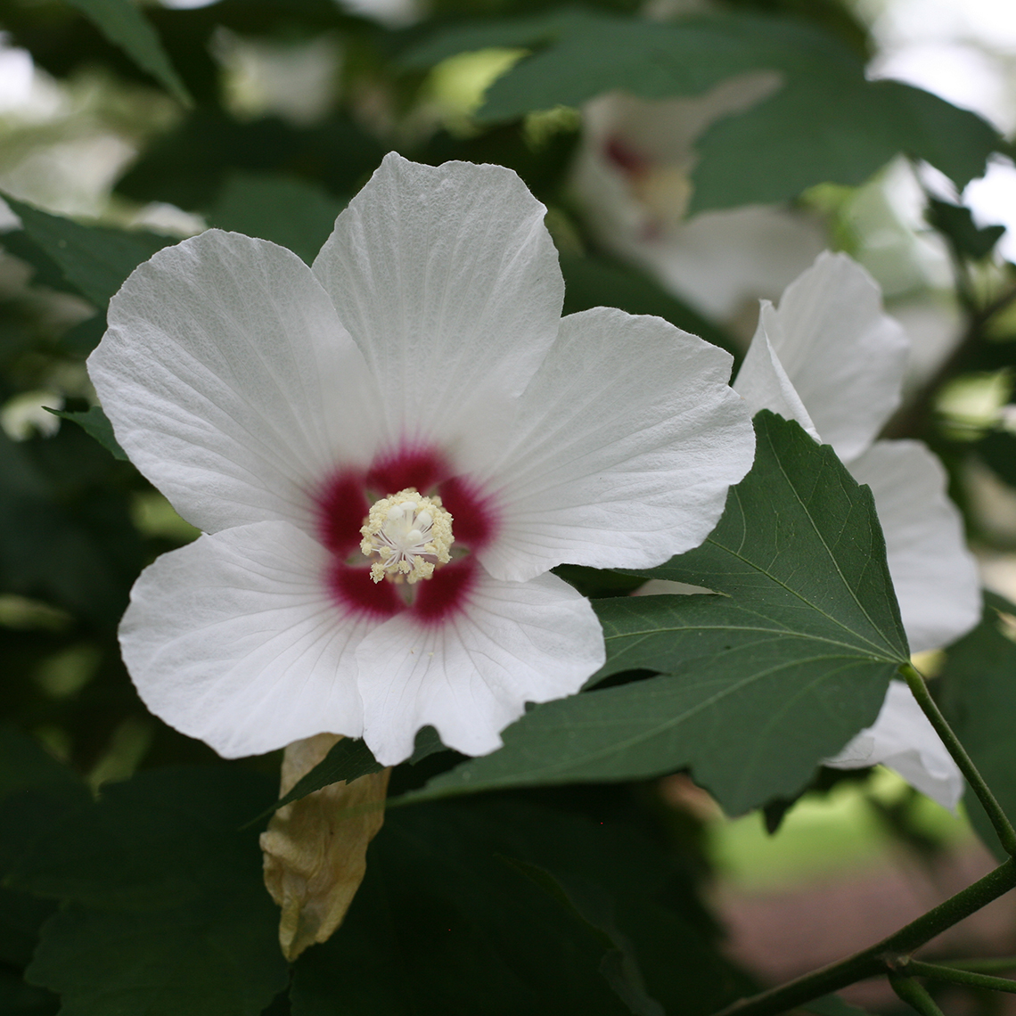 Closeup of the white bloom of Lohengrin hibiscus with a dark pink eye in the center