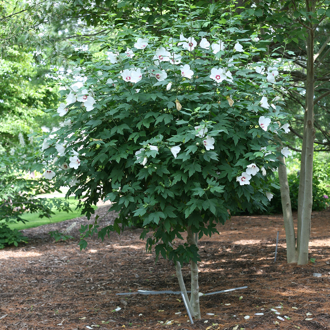 A specimen of Lohengrin hibiscus in a landscape that has been trained to take on a tree like form