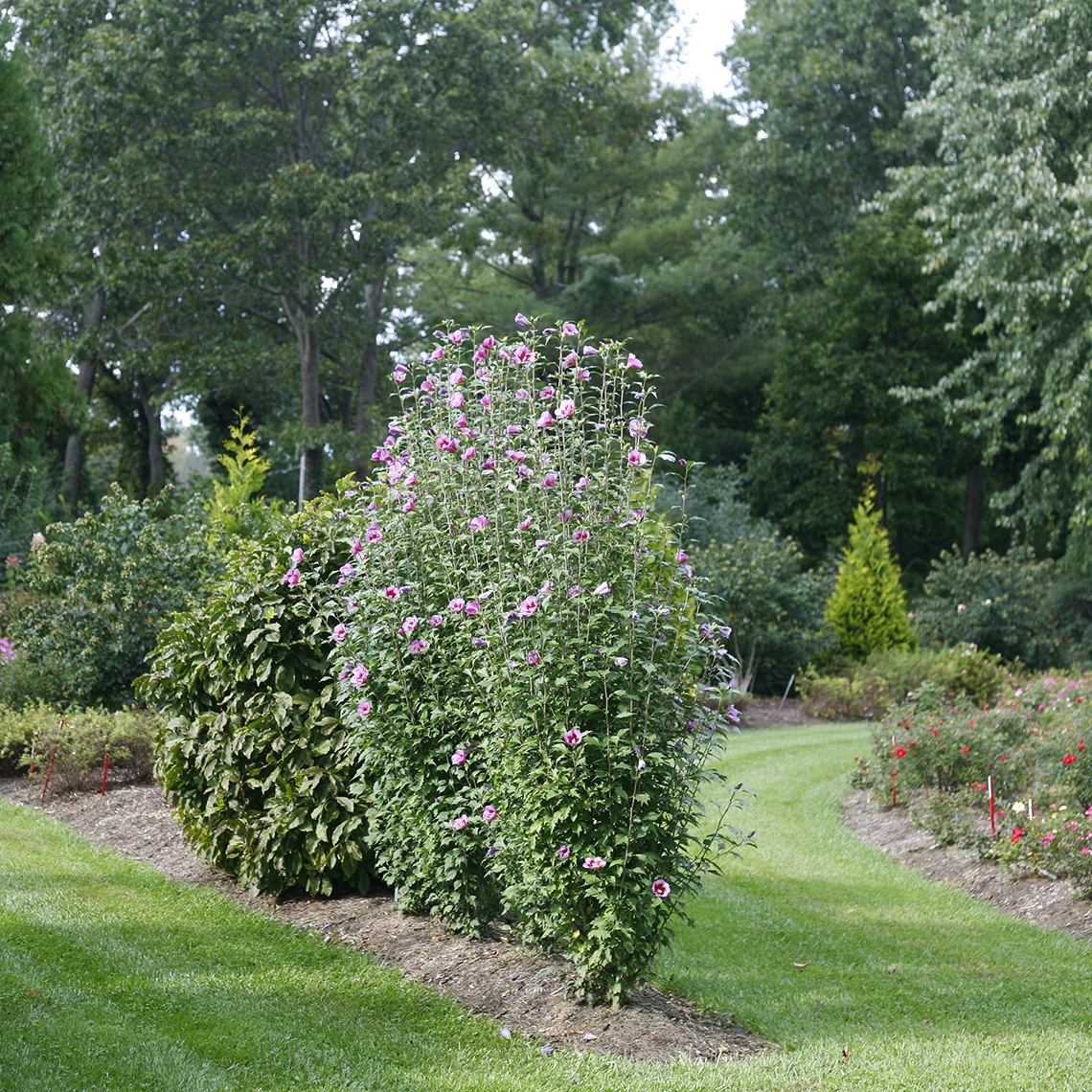 Side view of Purple Pillar rose of Sharon in the landscape where its distinctive narrow columnar habit is very clear
