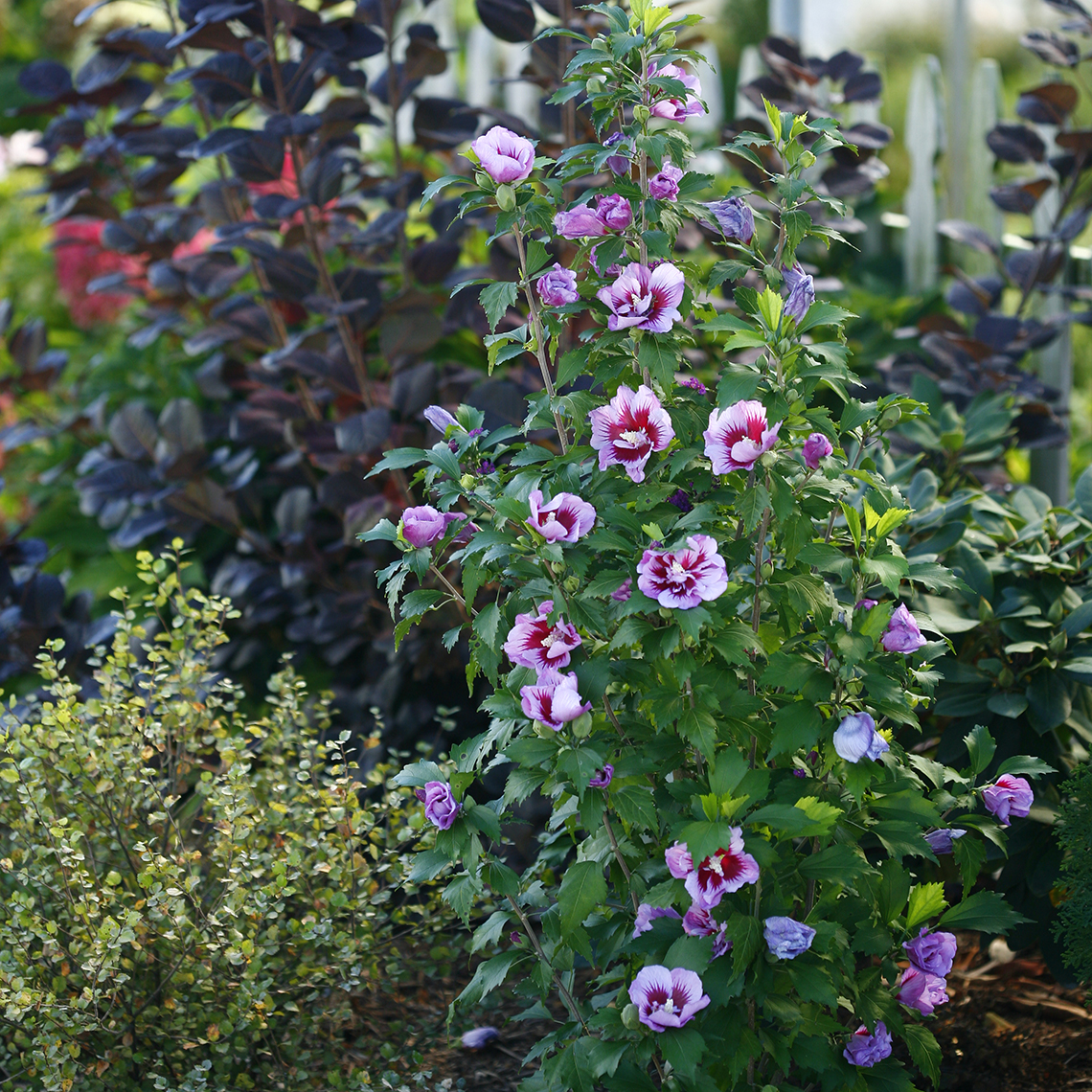 A single specimen of Purple Pillar rose of Sharon in bloom in a landscape surrounded by other leafy plants which include a purple leaf smokebush and a yellow dwarf birch