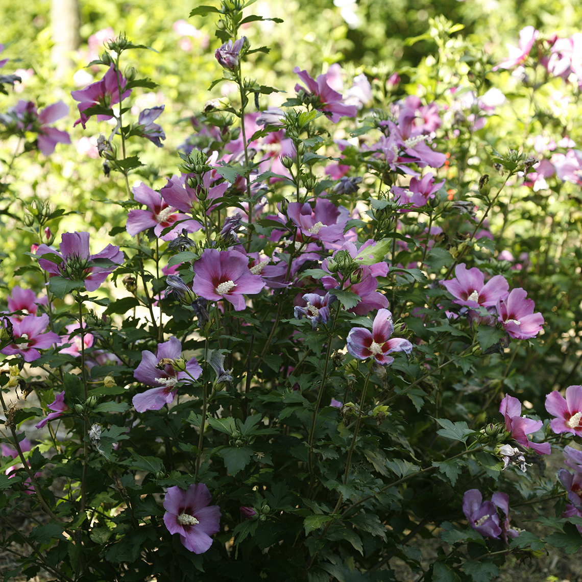Purple Satin Hibiscus blooming in the landscape