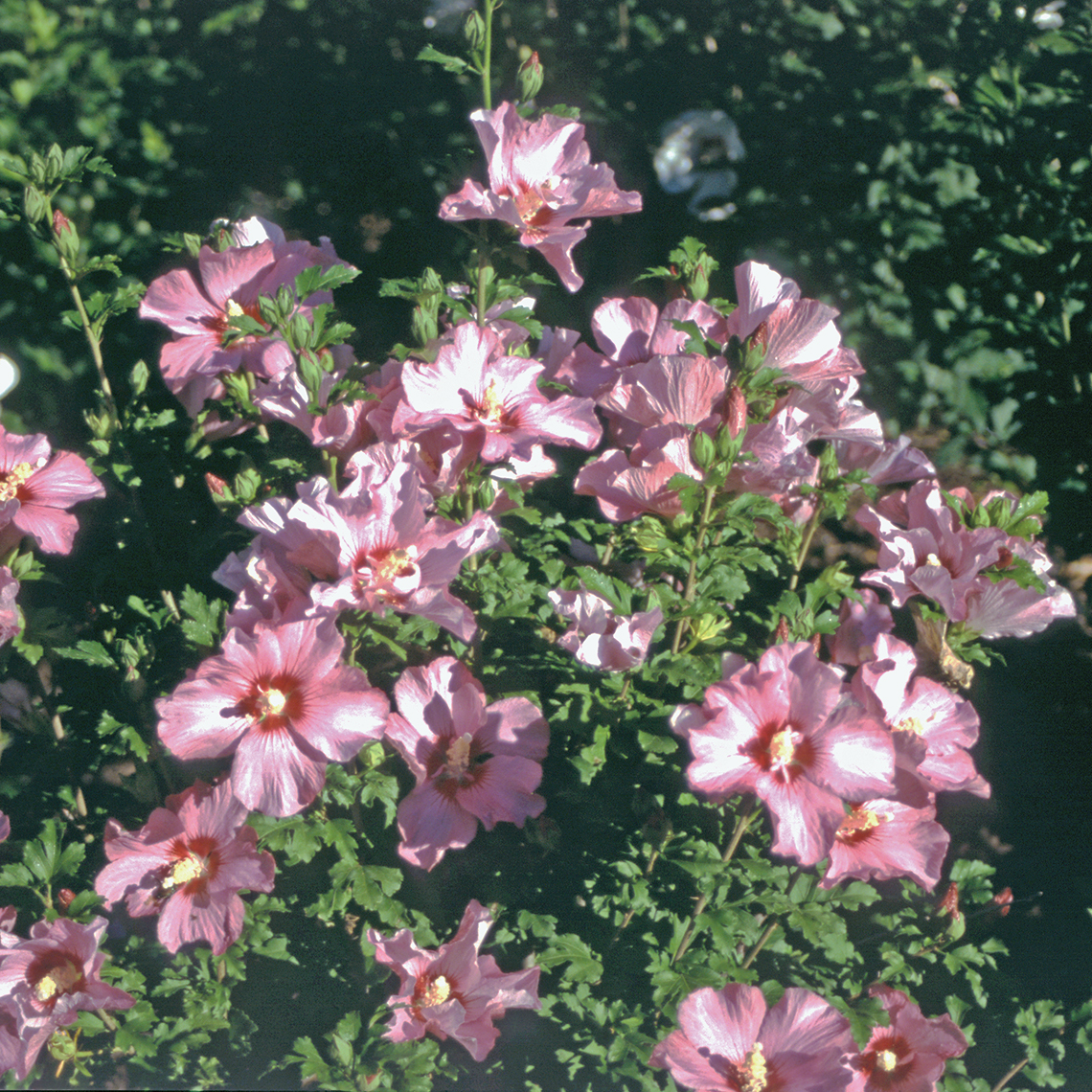 Many pink flowers on a Rose Satin rose of Sharon in the landscape