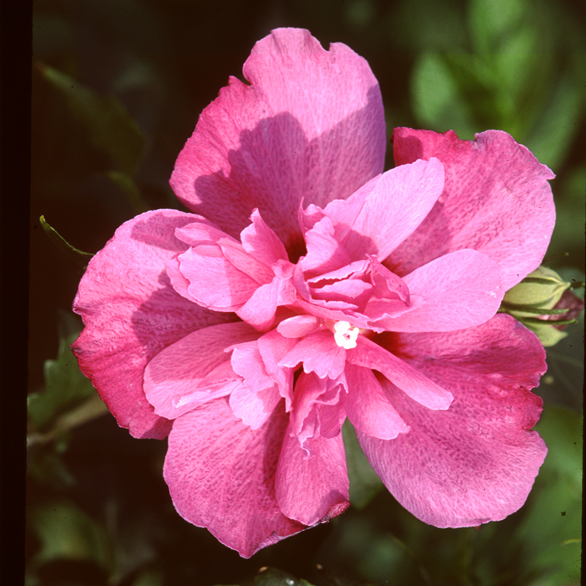A single bloom of Sanchoyo rose of Sharon showing its deep pink red color