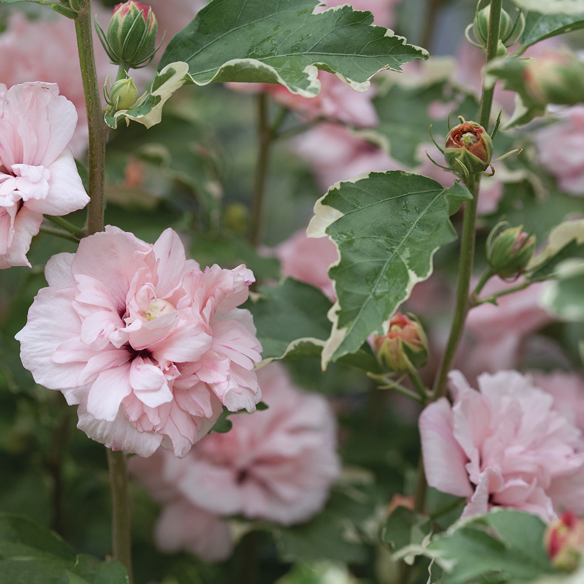Close up of Abundant pink blooms of Sugar Tip Hibiscus