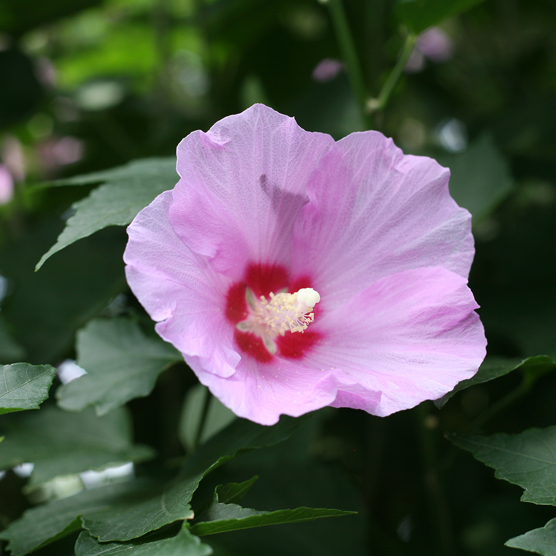 Closeup of the pink flowers of Tosca hibiscus