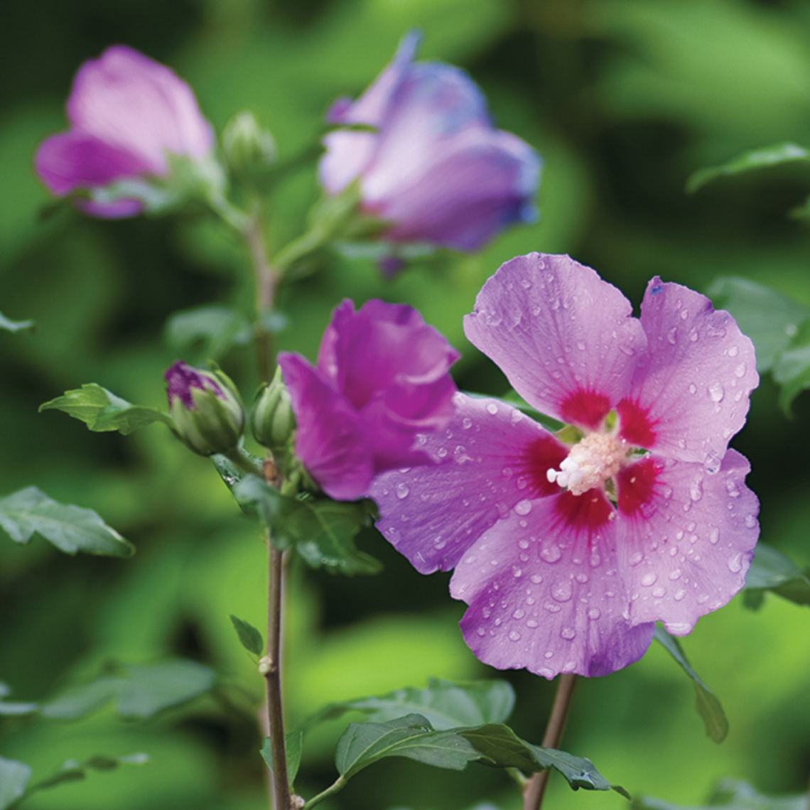 Closeup of the violet pink flower of Violet Satin rose of Sharon